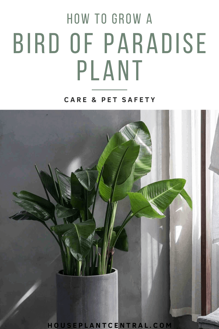Bird of paradise plant in grey planter against grey wall | Full guide on bird of paradise plant care