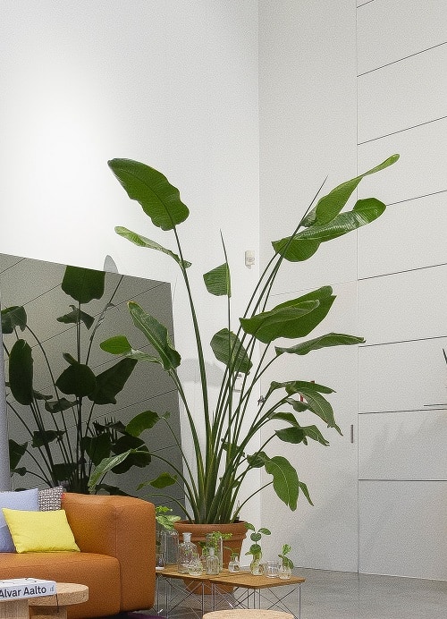 Bird of paradise plant care All about Strelitzia! Houseplant Central