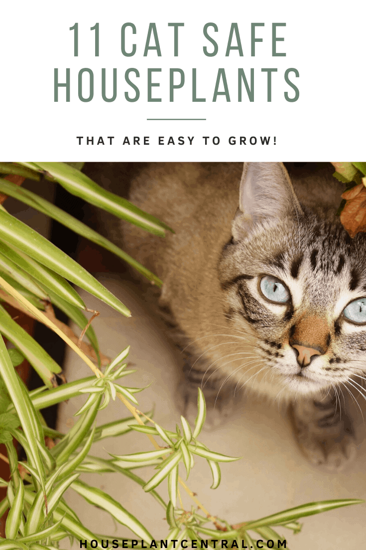 Blue-eyed housecat with spider plant (Chlorophytum comosum). | List of 11 cat safe houseplants
