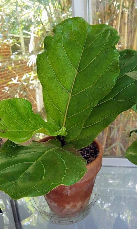 Fiddle leaf fig tree houseplant (Ficus lyrata) cutting in soil.