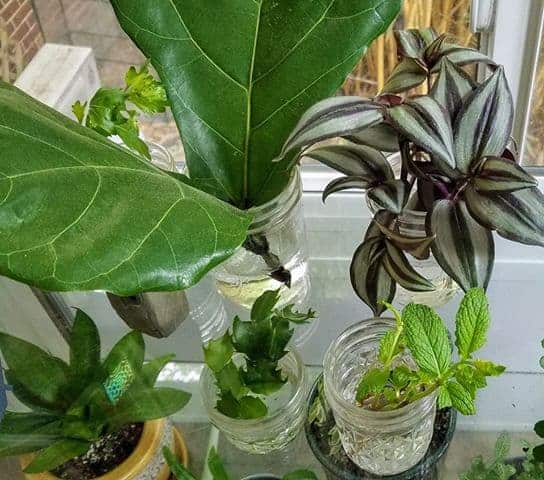 Fiddle leaf fig cutting (Ficus lyrata) among other houseplant cuttings.