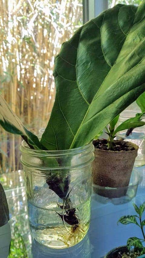 Fiddle leaf fig cutting with two leaves in a jar of water.