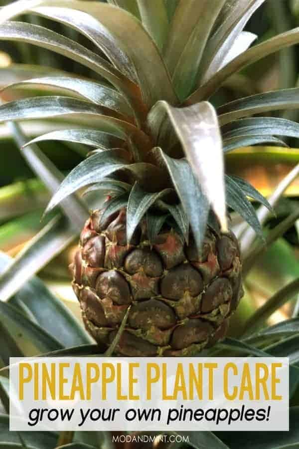 Pineapple fruit growing on pineapple plant | Full pineapple plant care guide
