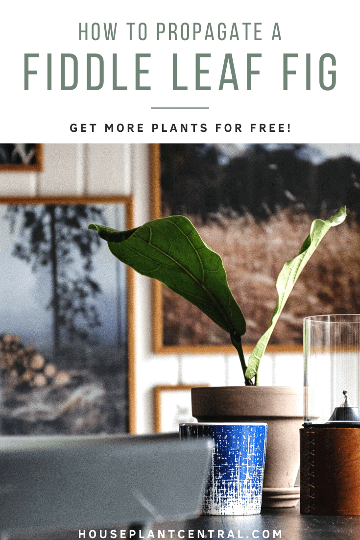 Small fiddle leaf fig houseplant among other décor items | Full fiddle leaf fig propagation guide