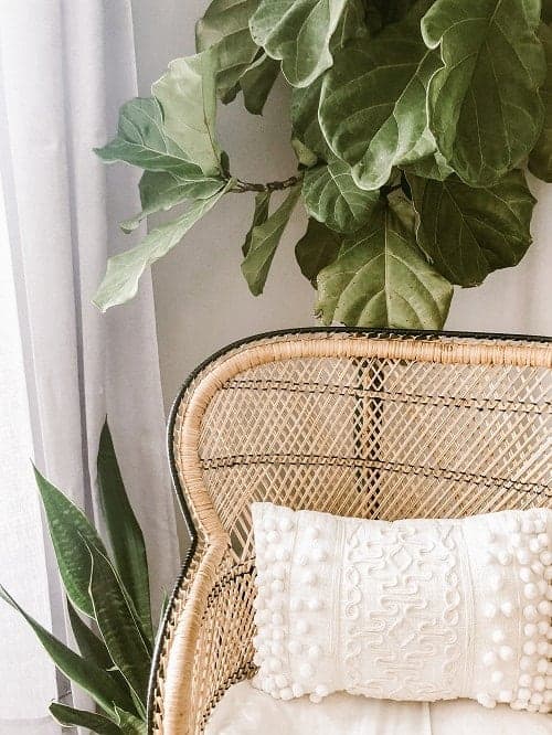 Fiddle leaf fig tree and Sansevieria houseplants as part of light interior with rattan chair.