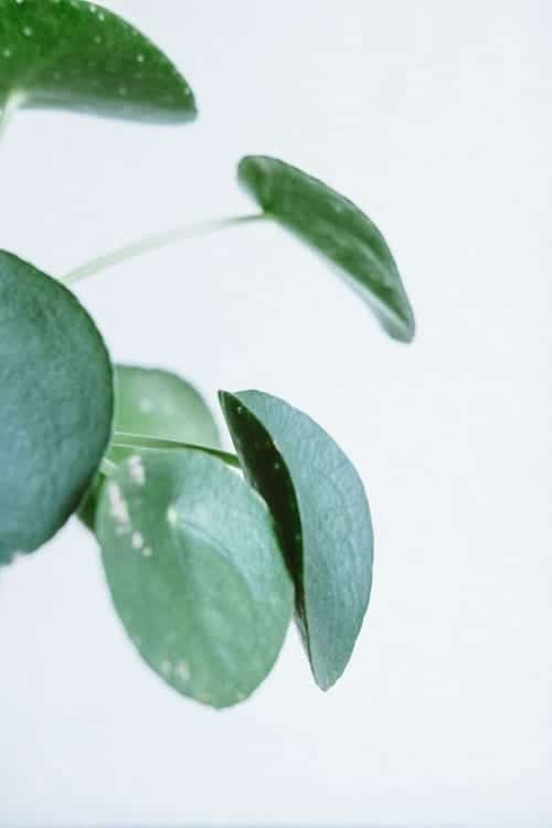 Shallow focus close-up of Pilea peperomioides houseplant leaves on white background.