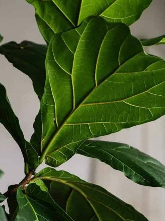 Large fiddle leaf fig tree houseplant (Ficus lyrata) leaf.