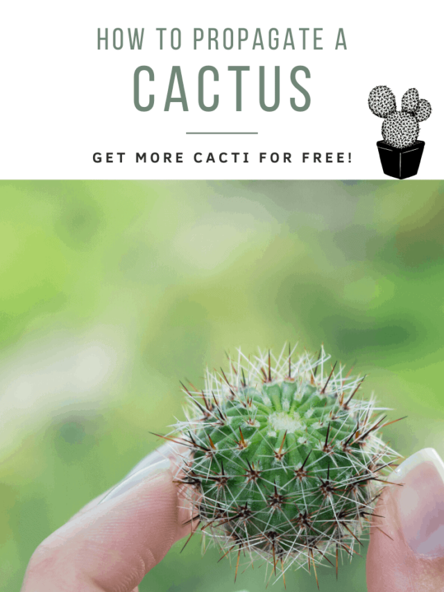 Fingers holding round cactus cutting // Full guide on how 