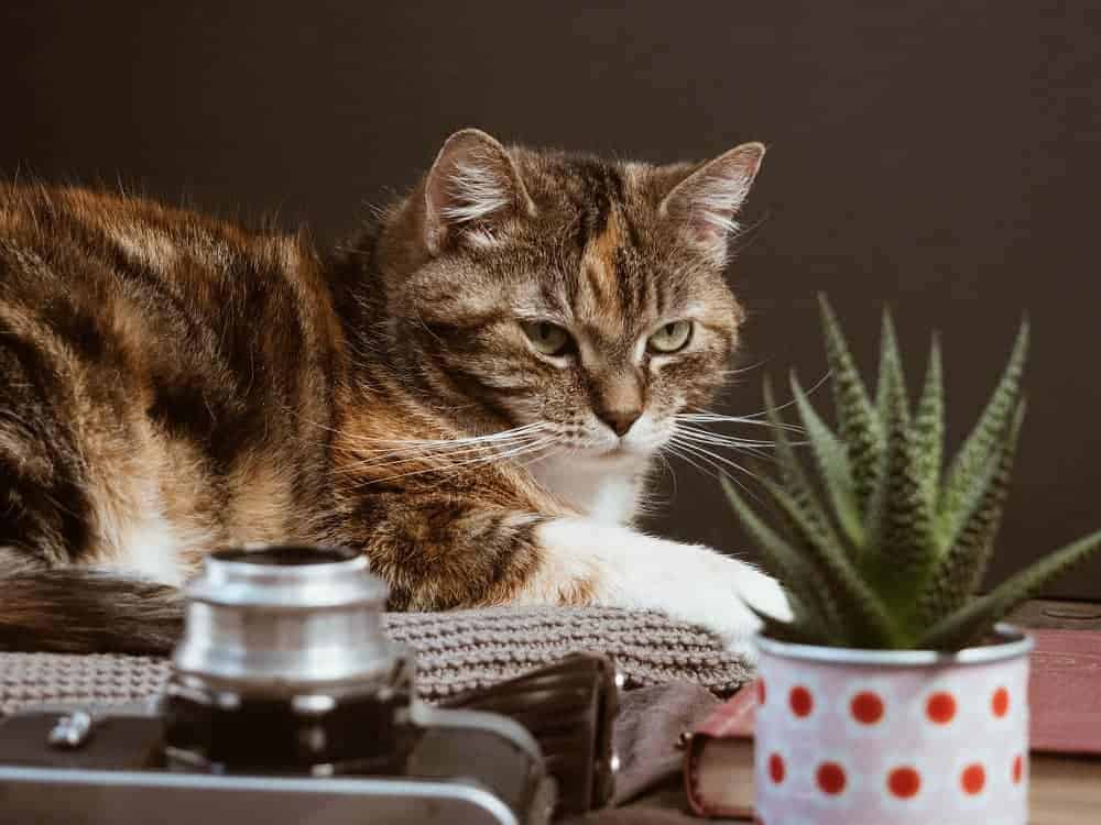 Brown cat sitting behind succulent houseplant | Guide to succulent toxicity for pets