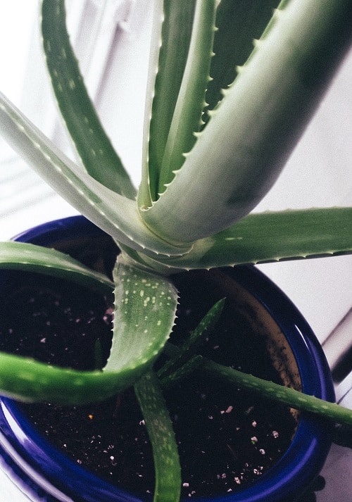 Close-up of Aloe, a succulent houseplant. | Guide to succulent toxicity for pets