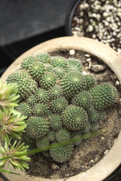 Top view of an Echinopsis cactus.