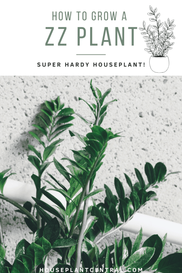 Care for ZZ plant All about Zamioculcas zamiifolia Houseplant Central