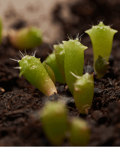 Tiny cactus seedlings, close-up.