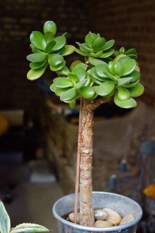 Crassula ovata succulent