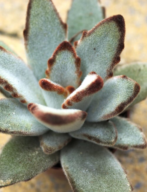 Kalanchoe tomentosa succulent