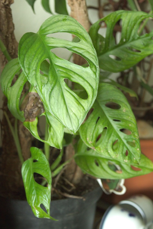 Hojas fenestradas de Monstera adansonii, una planta de interior común.