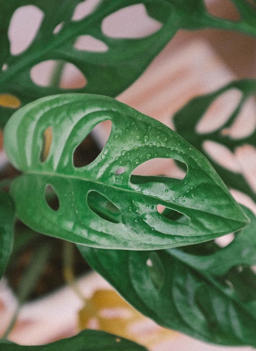 Hoja fenestrada de Monstera adansonii, una planta de interior popular.