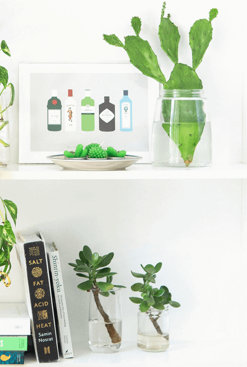 Light shelving with decorations and succulents growing in vases with water.