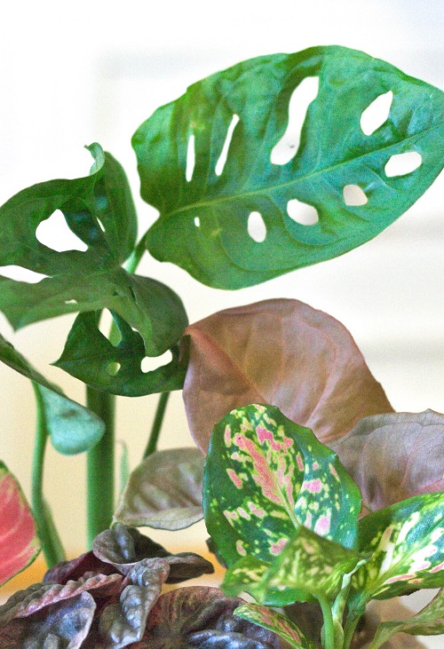 Swiss cheese vine and other colorful houseplants | Monstera adansonii care & info