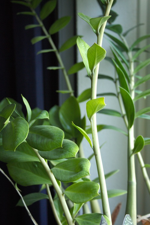 Stems and leaves of Zamioculcas zamiifolia, a popular houseplant also known as ZZ plant.