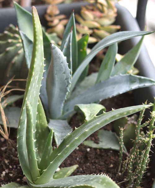 Aloe vera houseplant in container with other succulents.