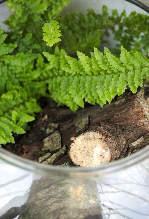 Nephrolepis exaltata houseplant in terrarium | Guide on caring for a Boston fern