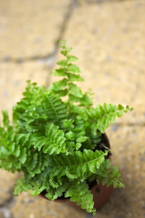 Helecho espada (Nephrolepis exaltata)