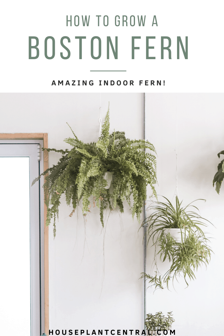 White wall with hanging houseplants including spider plant and Boston fern | Full guide on caring for a Boston fern