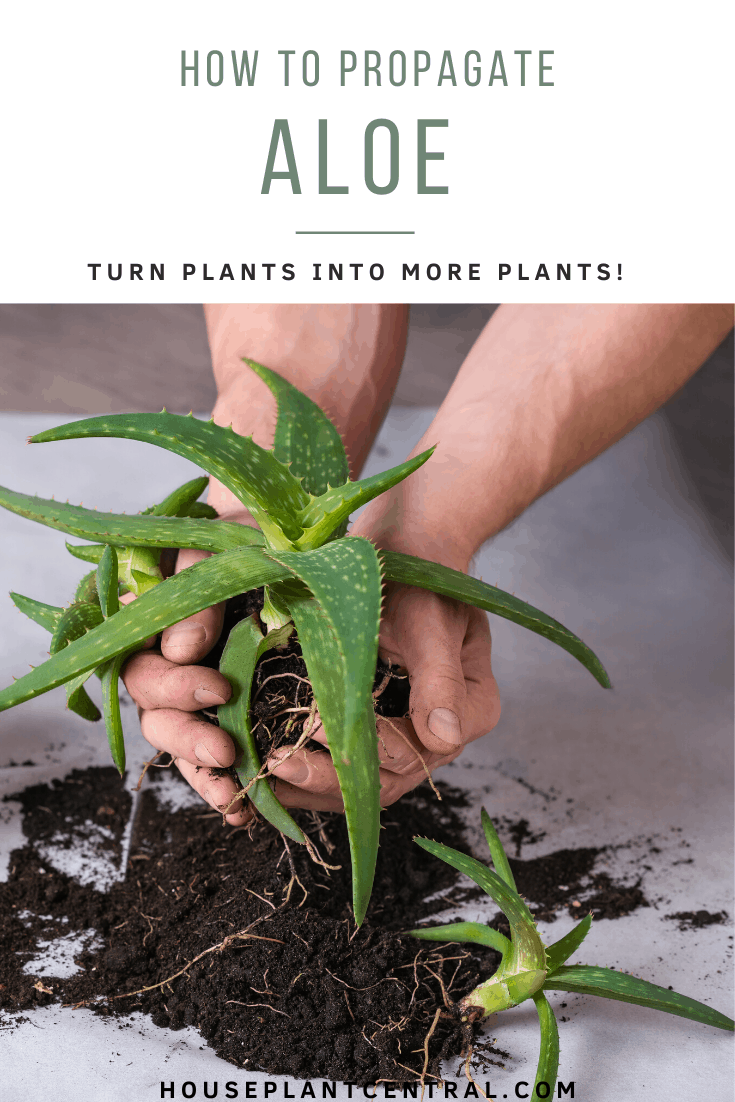 Hands holding Aloe succulent mother plant and pups surrounded by soil. | Full guide to propagating Aloe.