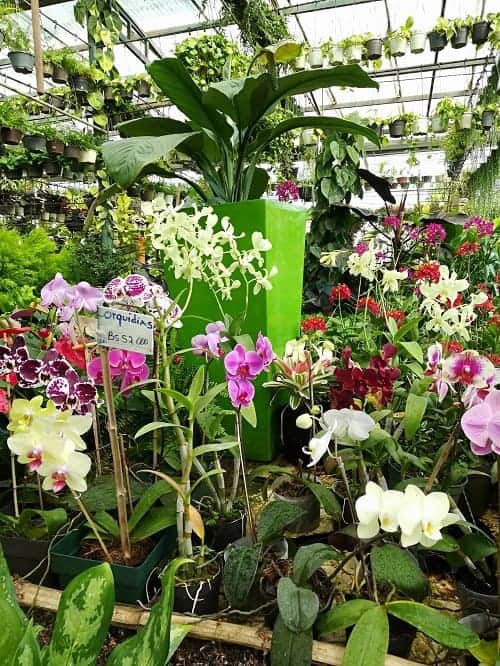 Houseplant nursery setting featuring many different blooming orchids. | Guide to common problems with orchids: "Help, my orchid is dying!"