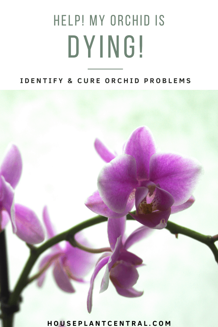 Light purple Phalaenopsis orchid flowers with light background. | Guide to common problems with orchids: "Help, my orchid is dying!"
