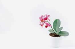 Mini Phalaenopsis orchid with pink flowers on a white background. | Guide to common problems with orchids: "Help, my orchid is dying!"