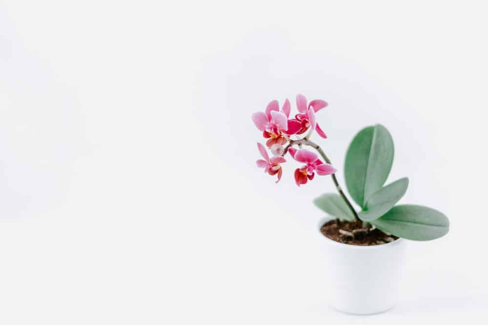 Mini Phalaenopsis orchid with pink flowers on a white background. | Guide to common problems with orchids: "Help, my orchid is dying!"