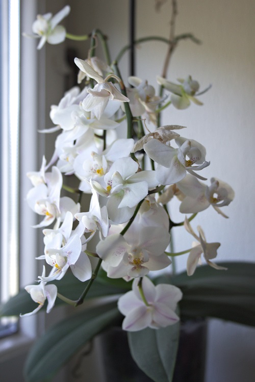 Phalaenopsis (moth orchid) with white flowers. 