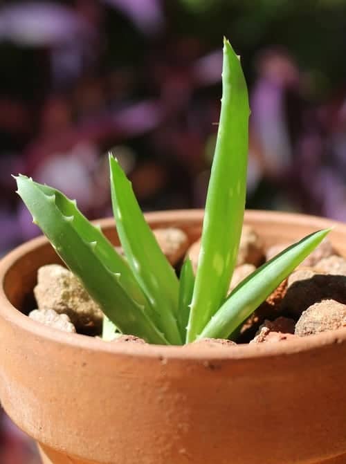 Close-up of small Aloe succulent in terracotta planter.
