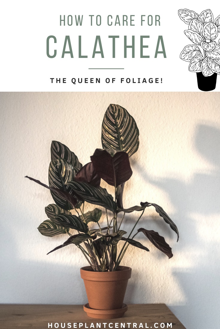 Calathea ornata (pinstripe Calathea), a popular houseplant | How to care for Calathea