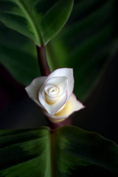 Close-up of white flower of Calathea warscewiczii, a popular houseplant.