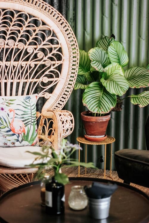 Interior décor scene including a rattan peacock chair with a tropical printed pillow and a Calathea orbifolia houseplant in a terracotta planter.