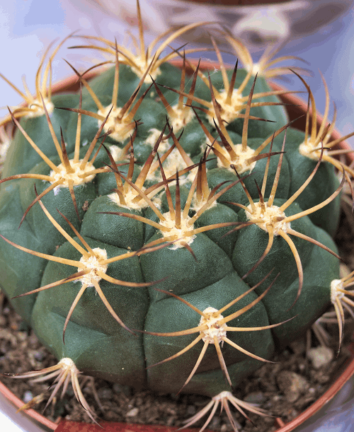 Close-up of Gymnocalycium cactus, a spiked succulent.  