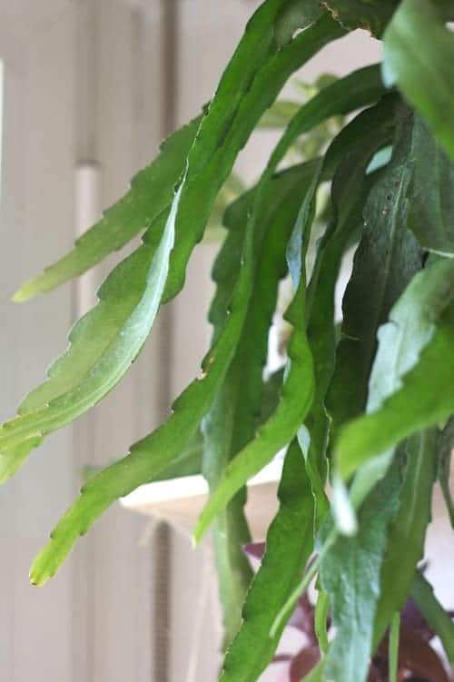 Leaves of epiphytic cactus.