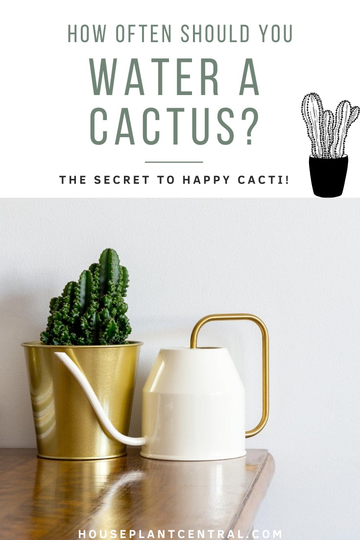 Succulent plant in gold planter next to white watering can against white wall. | Full cactus watering guide