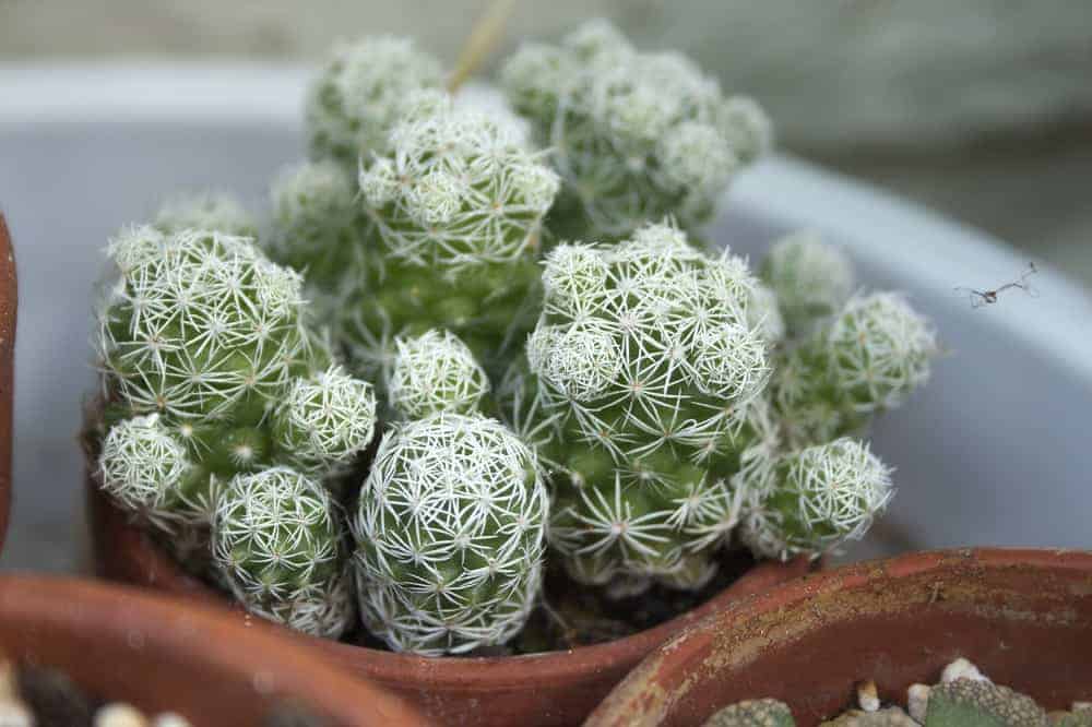Close-up of thimble cactus (Mammillaria gracilis)