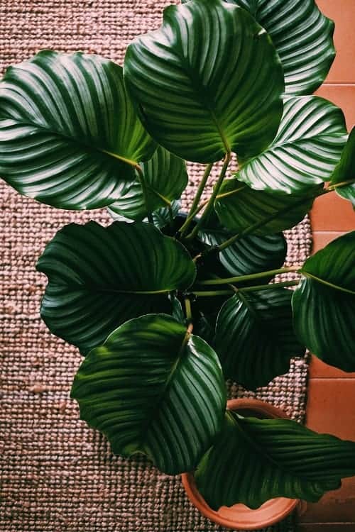 Calathea care & info | Houseplant Central