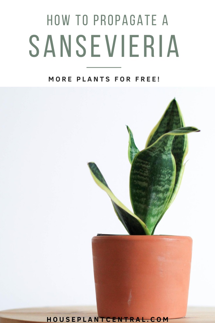 Small snake plant (Sansevieria) in orange terracotta planter | Full guide on how to propagate a snake plant