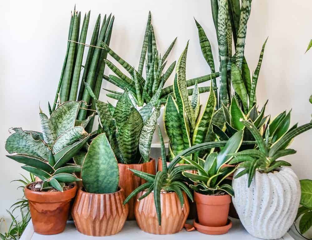 Large collection of different Sansevieria (snake plant) cultivars, mostly in terracotta planters.