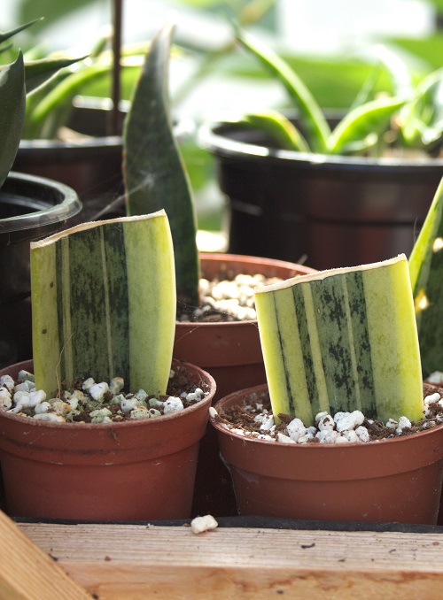 Sansevieria succulent leaf propagation | Full guide on how to propagate a snake plant