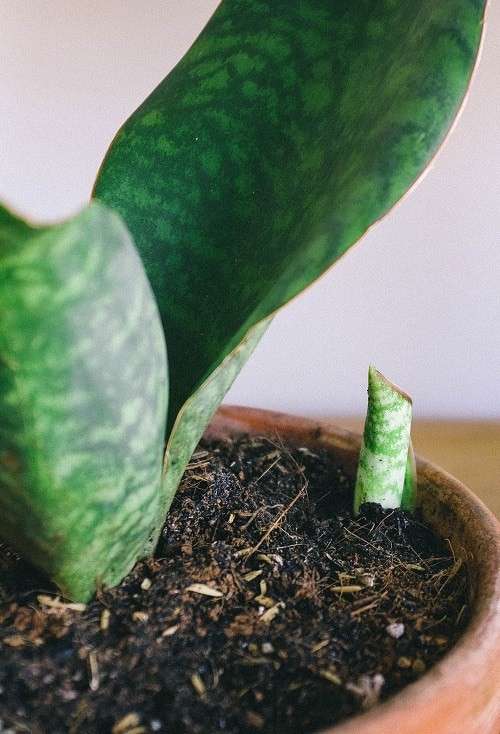 Close-up of Sansevieria succulent with offshoot growing in the soil nex to it.