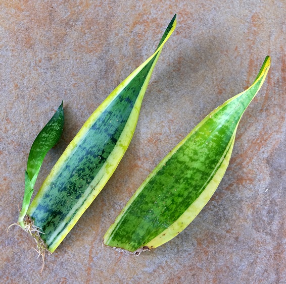 A rooted offset and leaf cutting of Sansevieria, a popular succulent houseplant also known as the snake plant.