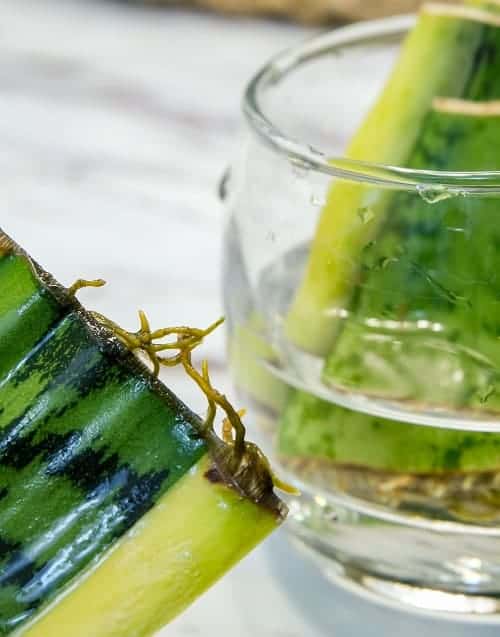 Close-up of rooted Sansevieria leaf cutting with more cuttings in a glass of water in the background | Full guide on how to propagate a snake plant