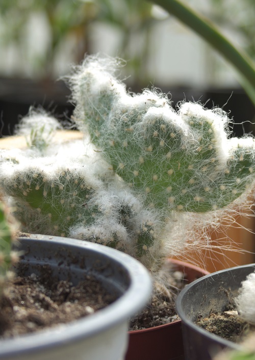 Fuzzy Opuntia cactus